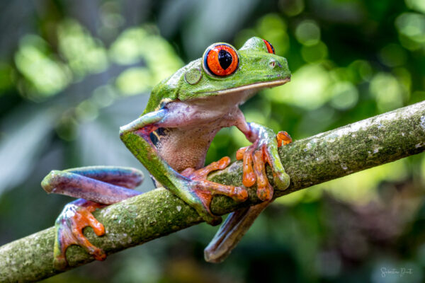 Red Eyed Tree Frog Pura Vida