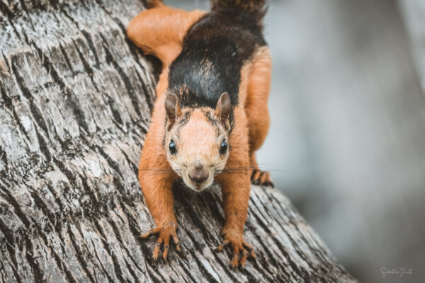 Red Squirrel Costa Rica