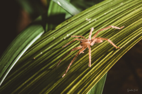 Selva Verde Spider Costa Rica