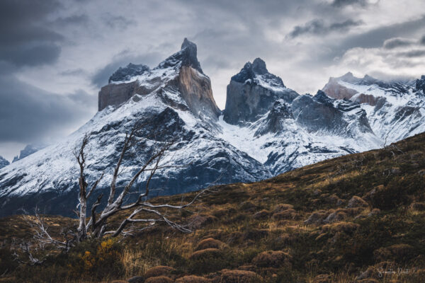 Torres del Paine Burnt Forest