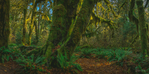 Hall of Mosses