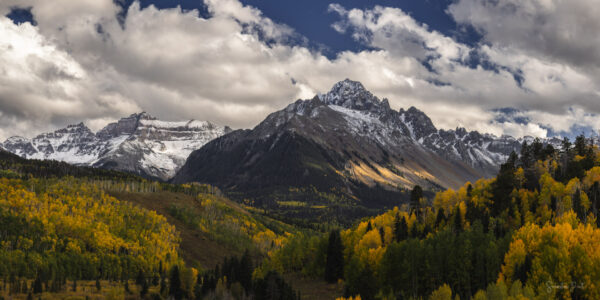 Ridgway Golden Glow