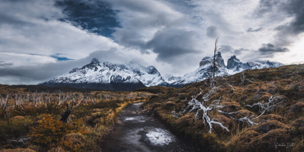 Torres del Paine Burnt Forest