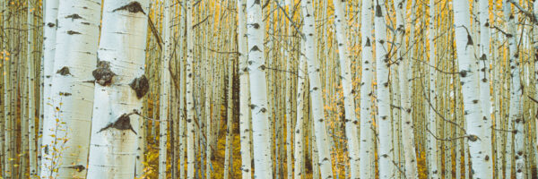 Aspen Trees