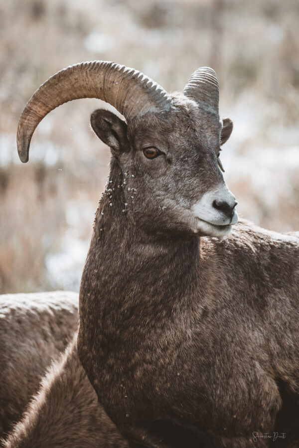 Bighorn Sheep