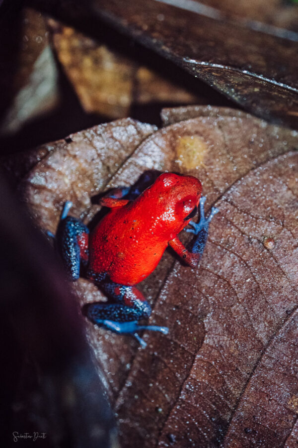 Blue Jeans Poison Dart Frog Oophaga Pumilio