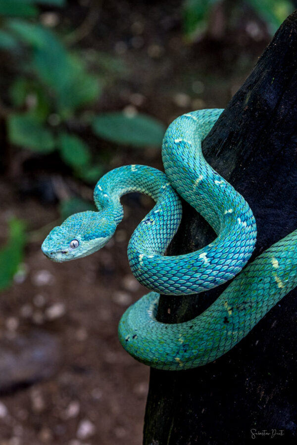 Bothriechis Lateralis Side Striped Pit Viper