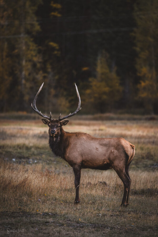 Elk Bull in Telluride