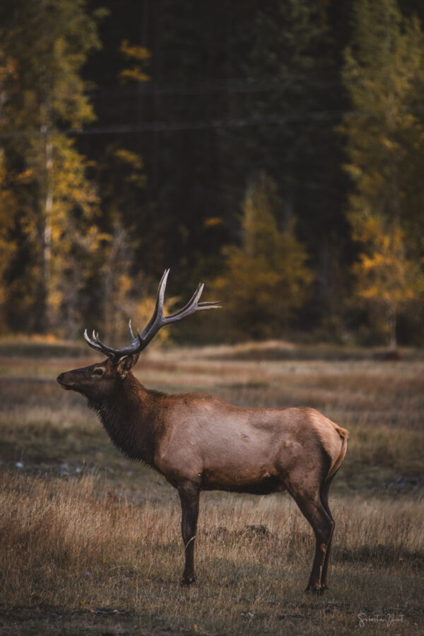 Elk Bull in Telluride