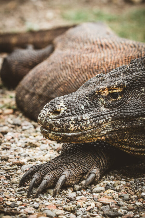 Komodo Dragon