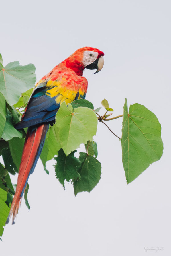 Macaw Osa Peninsula