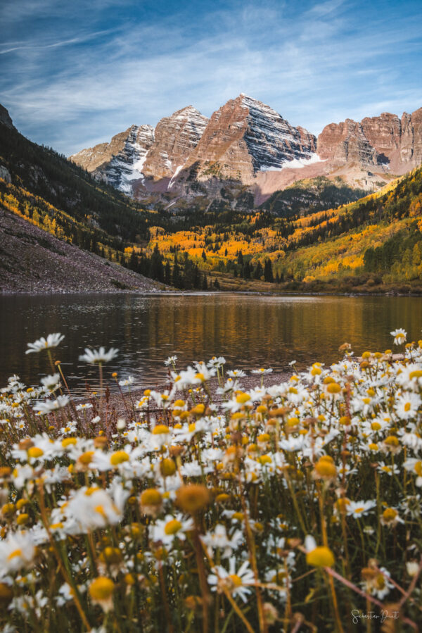 Marron Bells Daisies