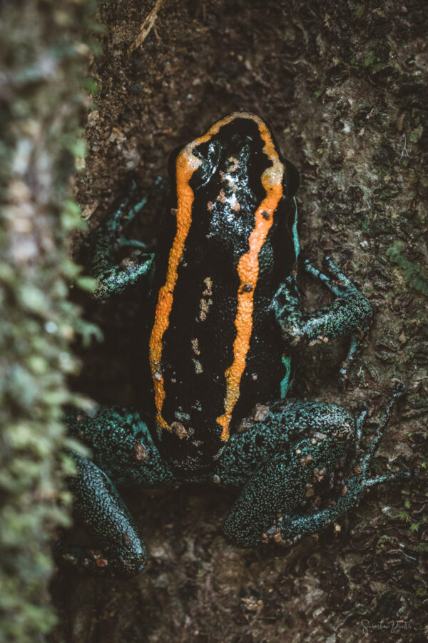 Osa Peninsula Phyllobates Vittatus