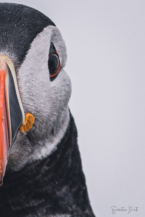 Puffin Staring Contest