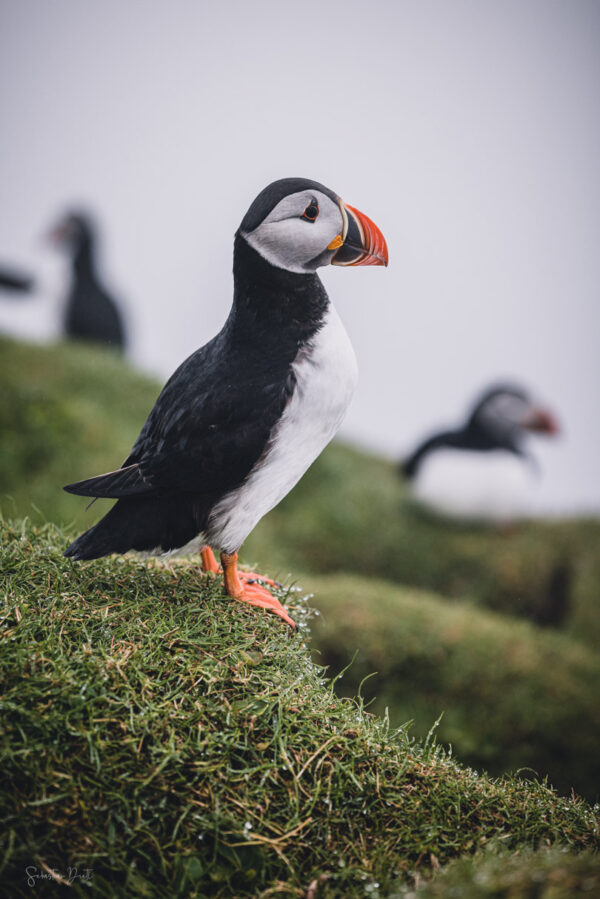 Puffins