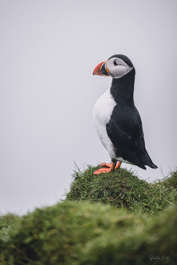 Puffins