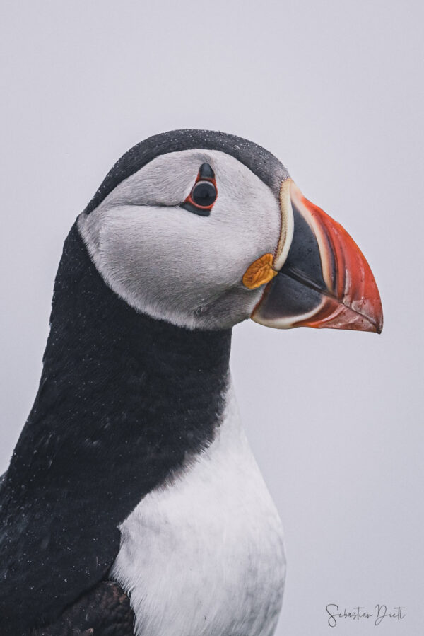 Puffins