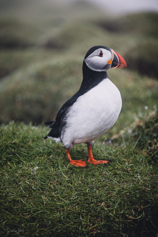 Puffins II