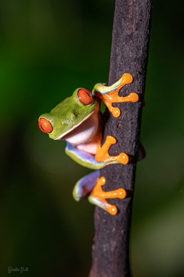 Red Eyed Tree Frog Pura Vida