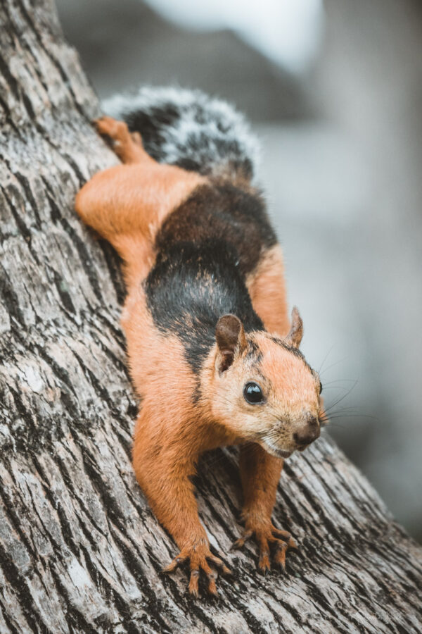 Red Squirrel Costa Rica