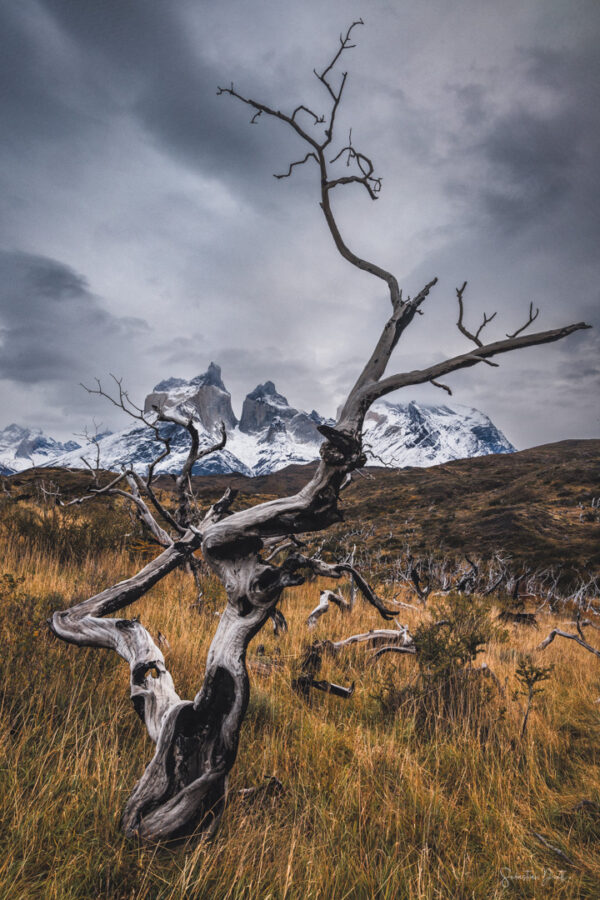 Torres del Paine Burnt Forest