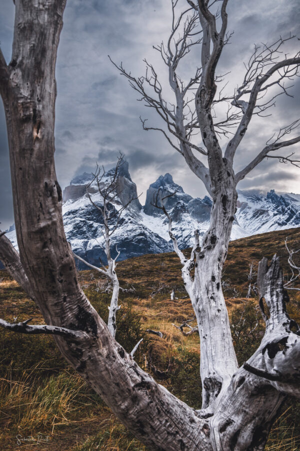 Torres del Paine Burnt Forest