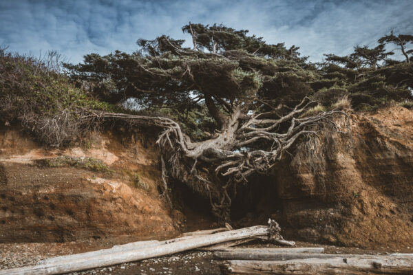 Kalaloch Tree