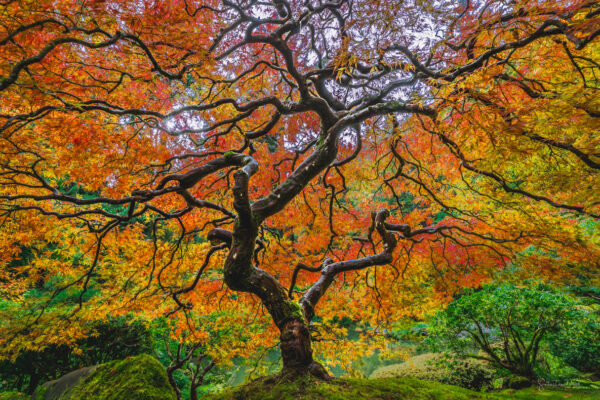 Tree of Life Rainy Day