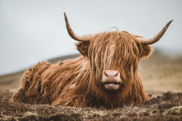 Ginger Cow with Bangs