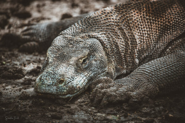 Komodo Dragon Rinca