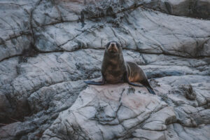 Kaikour Seals
