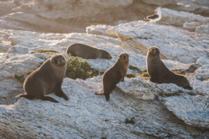 Kaikour Seals II