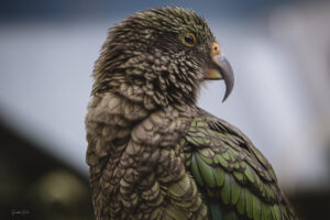 Kakariki the Green Parrot