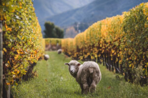 Marlborough Sheep