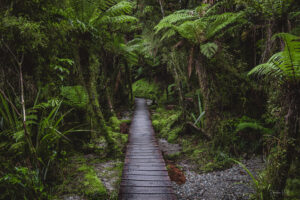 Tunnel of Ferns