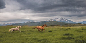 Sopris Horses