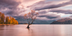 Wanaka Tree